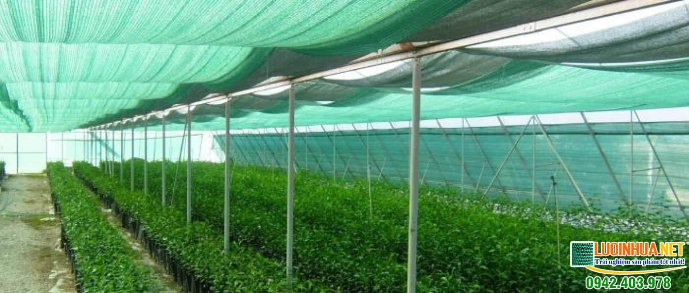 Cung cấp lưới che nắng trồng rau lưới chống côn trùng cho chị Hiền ở Thanh Hóa