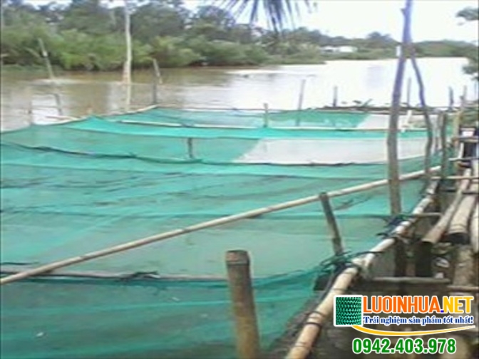 Cung cấp 1500m2 lưới nuôi cá giống cho anh Bách
