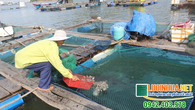 Anh Khương có nhu cầu xây dựng hệ thống lưới nhựa cho hồ nuôi cá chép