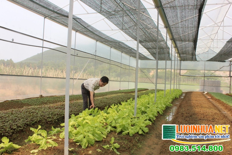 Lê Hà Vina bán 500m2 lưới trồng rau cho chị Ly