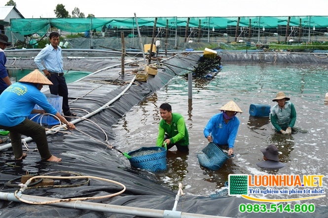 Anh Tuấn muốn mua bạt lót HDPE để làm ao nuôi cá