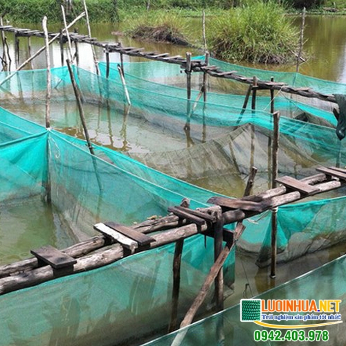 Lưới nhựa rất cần thiết cho nuôi cá lóc