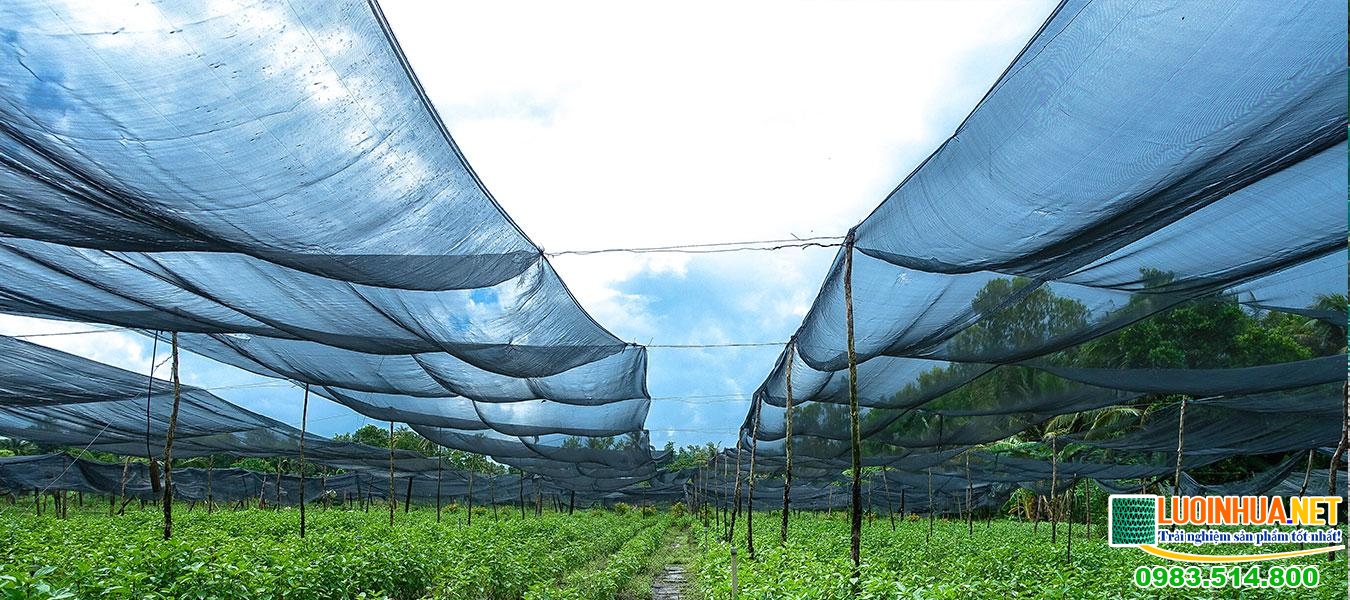 Lưới che nắng Đài Loan trồng rau sạch có ưu điểm gì