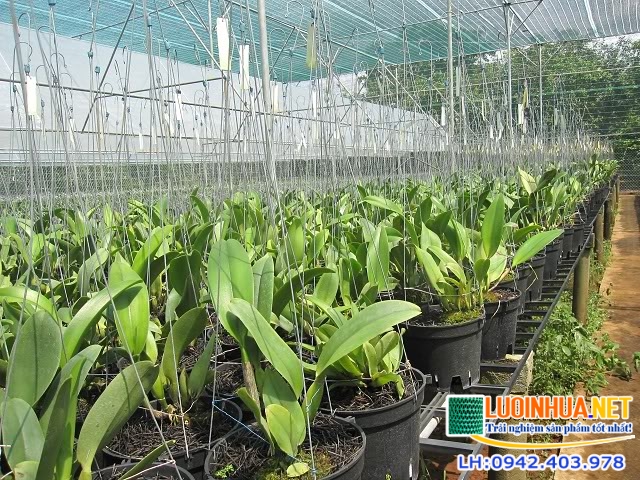 Cung cấp lưới che nắng đa dạng về chủng loại