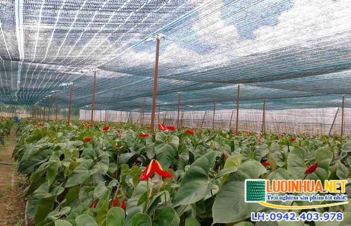 Lưới che nắng Việt Nam được sử dụng để làm gì