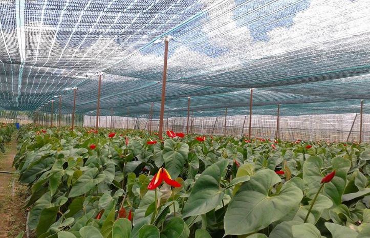Tại sao cần dùng lưới che nắng trồng rau