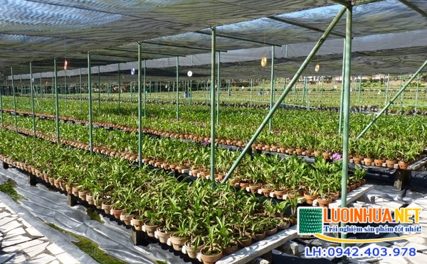 Lưới che nắng cho phong lan cần có những đặc điểm gì