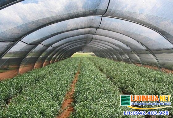Mua lưới che nắng cho cây trồng tốt nhất ở đâu