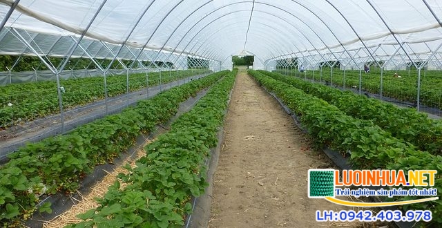Tại sao nên dùng lưới che giảm nắng cho cây trồng