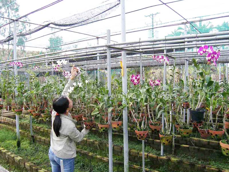 Ánh sáng quyết định trực tiếp tới sự phát triển của cây lan