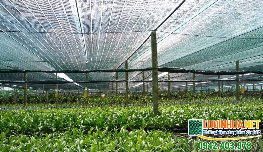 Có nên dùng lưới che nắng trong trồng lan không