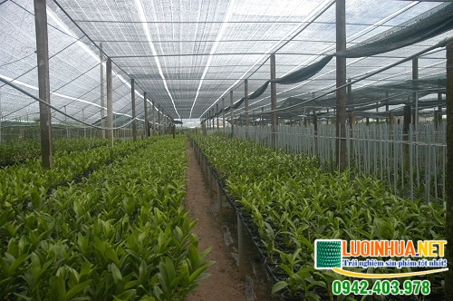 Ở đâu bán lưới che nắng cho hoa lan tốt nhất