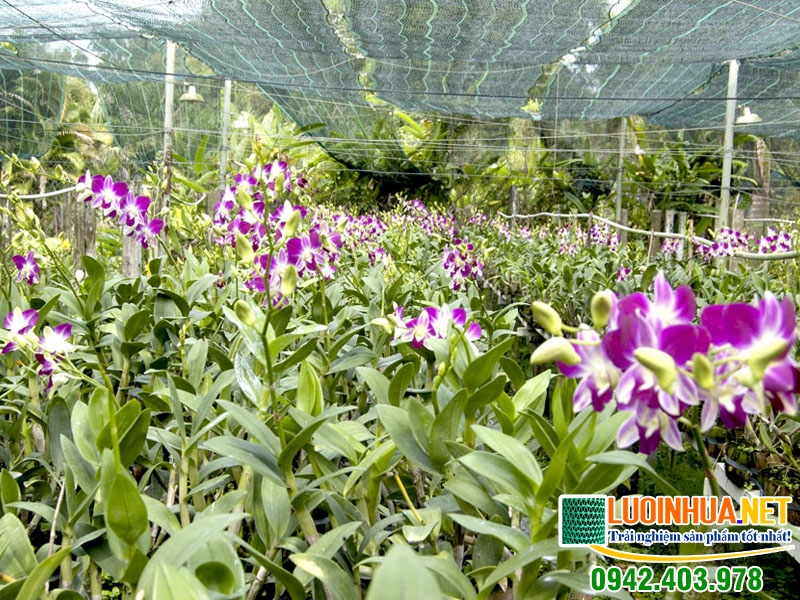 Nên sử dụng lưới che nắng hay bạt che nắng cho lan