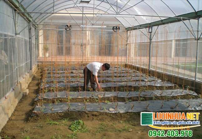 Mua lưới chống côn trùng ở đâu