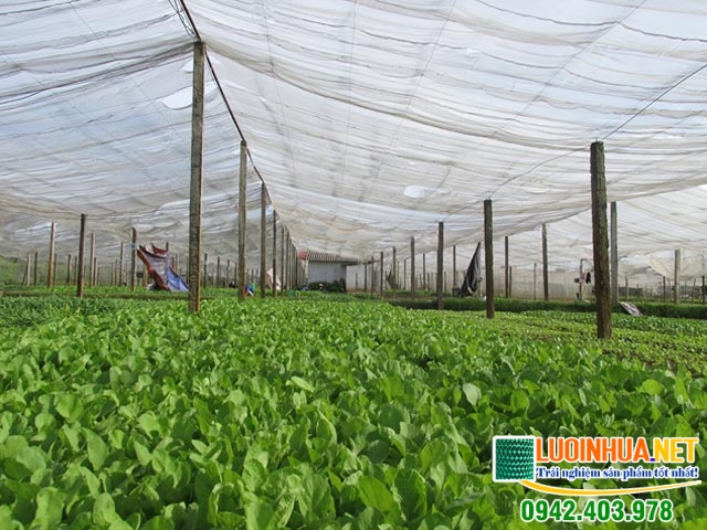 Thích hợp trồng rau sạch, nâng cao chất lượng và giá thành cho rau