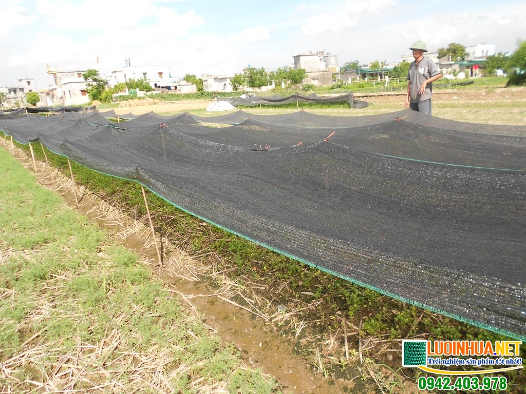 Có cần sử dụng lưới chống nắng cho rau không