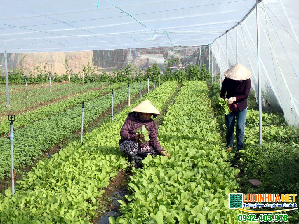 Tại sao nên sử dụng lưới che nắng cho cây trồng