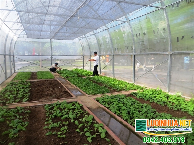 Lưới che nắng rất cần thiết để trồng rau
