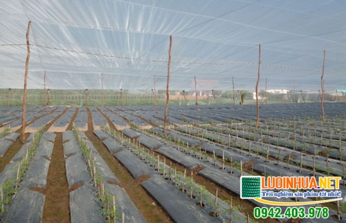 Lưới chống côn trùng giá bao nhiêu