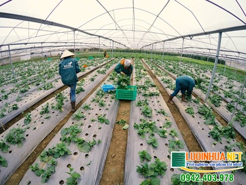 Tại sao lưới chắn côn trùng bằng nhựa lại bền hơn cả