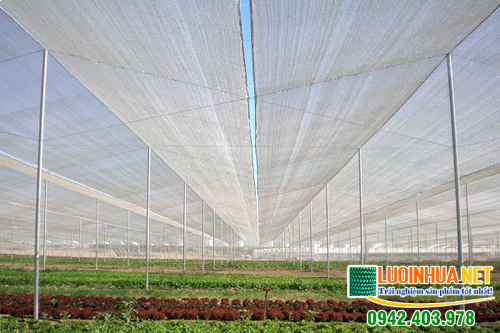 Vì sao nên mua lưới chống côn trùng trong nông nghiệp