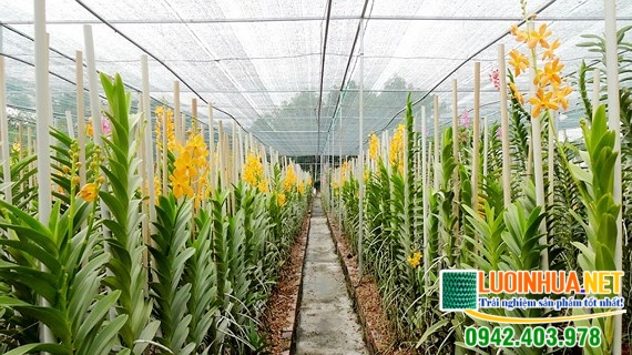 Lưới trồng lan Đài Loan