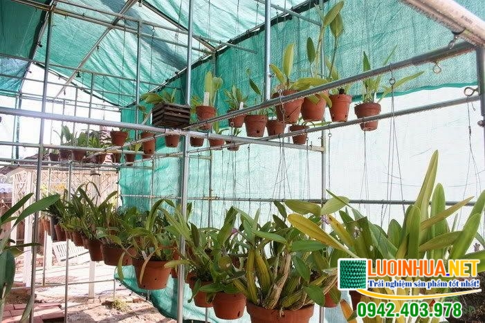 Lựa chọn lưới che lan Đài Loan thế nào phù hợp