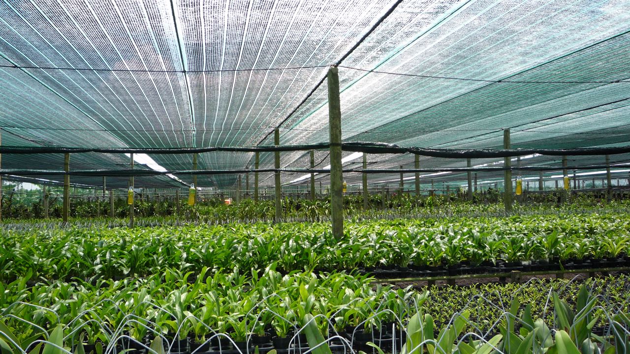 Sử dụng lưới lan che nắng như thế nào phù hợp
