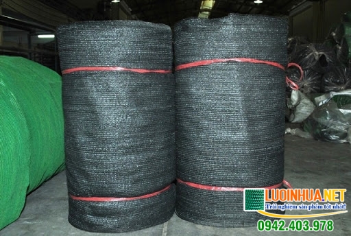 Cây Phát Tài cần được che chắn nắng cẩn thận