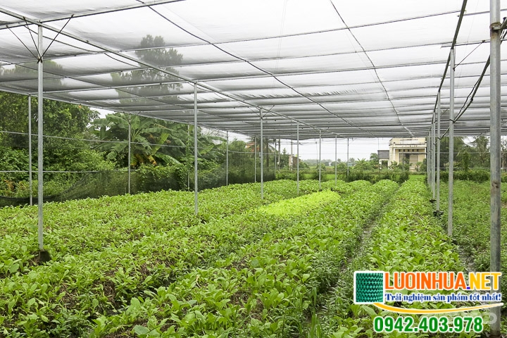 Nắng, mưa ảnh hưởng trực tiếp tới sự sinh trưởng của cây non