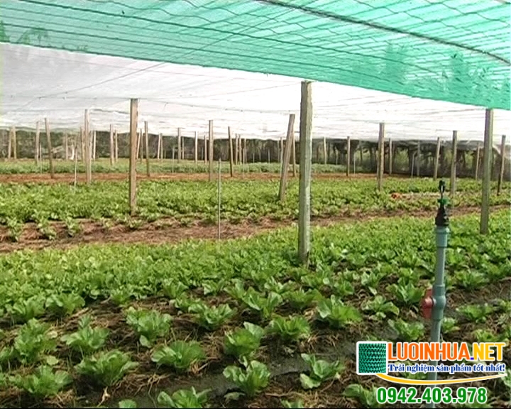 Mua lưới trồng giá ở đâu giá rẻ?