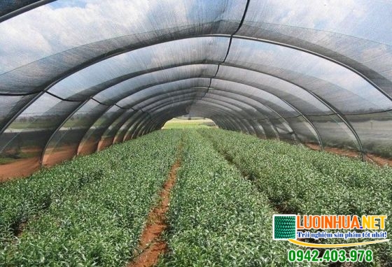 Làm sao để biết lưới che nắng Đài Loan giá bao nhiêu