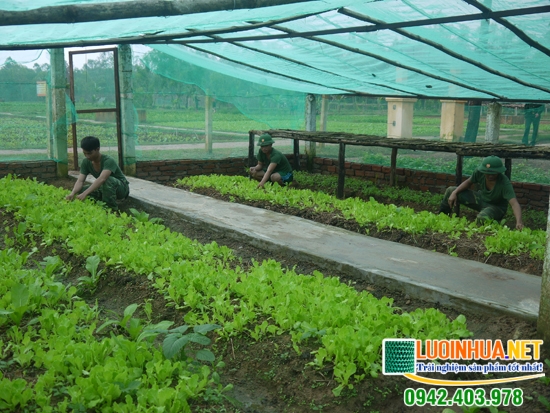 Giá lưới làm nhà lưới bao nhiêu tiền