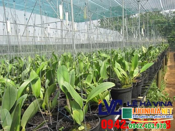 Lưới che lan Đài Loan có tốt không