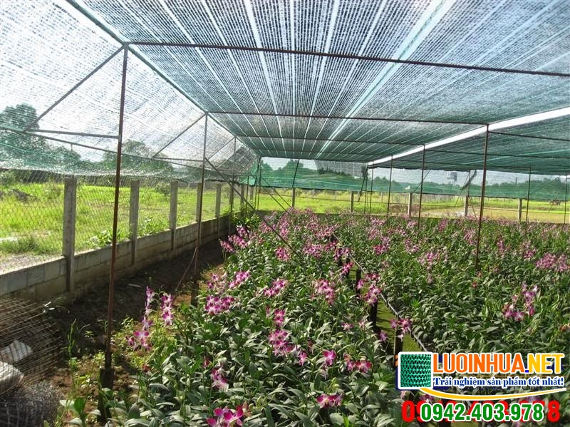 Lưới che lan Đài Loan có tuổi thọ cao