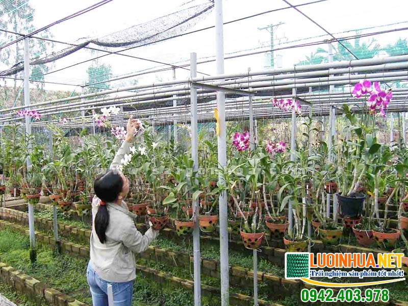 Lưới lan giá rẻ