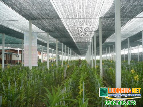 Mua lưới lan giá rẻ ở đâu