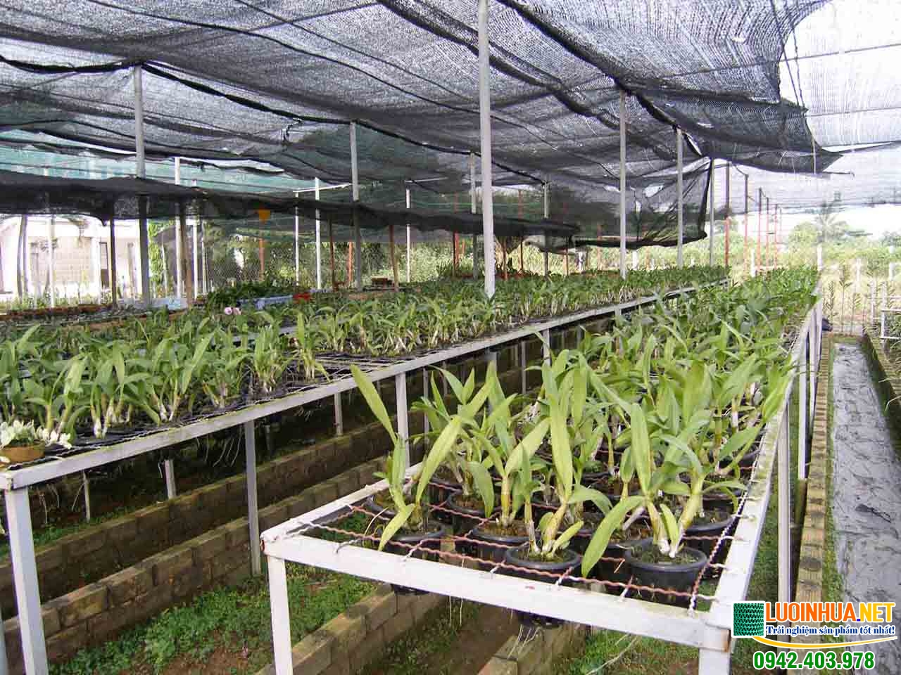 Có nên dùng lưới che lan không