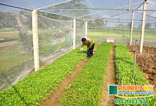 Nhà lưới trồng rau giá rẻ