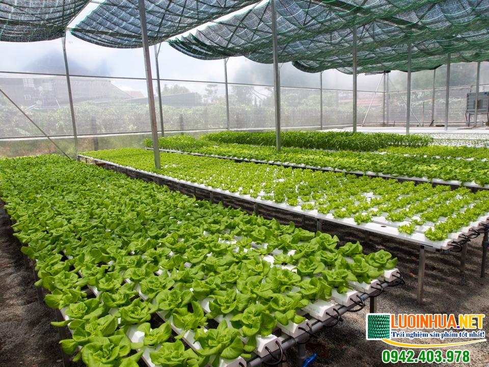 Giá bán lưới che cho rau thủy canh tại Hà Nội bao nhiêu tiền