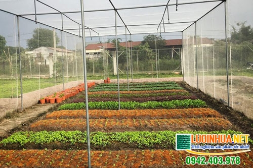 Giá lưới mùng trắng làm nhà lưới trồng rau bao nhiêu tiền