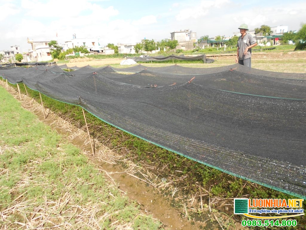 Lưới che rau giúp tăng năng suất