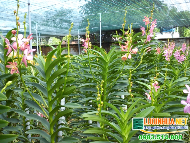 Vai trò quan trọng của lưới nhựa đối với việc trồng lan