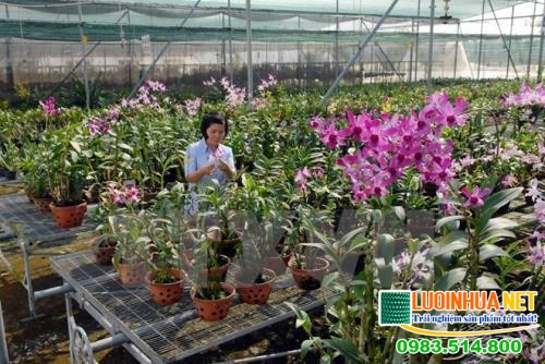 Kinh nghiệm mua lưới nhựa trồng lan bạn nên biết