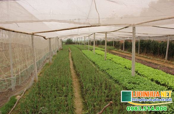 Tại sao nên sử dụng lưới trồng rau Đài Loan