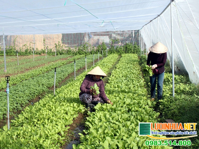 Lý do nên sử dụng lưới trồng rau