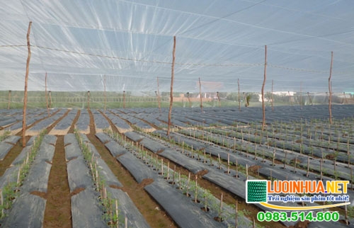 Lưới chắn côn trùng có tác dụng gì