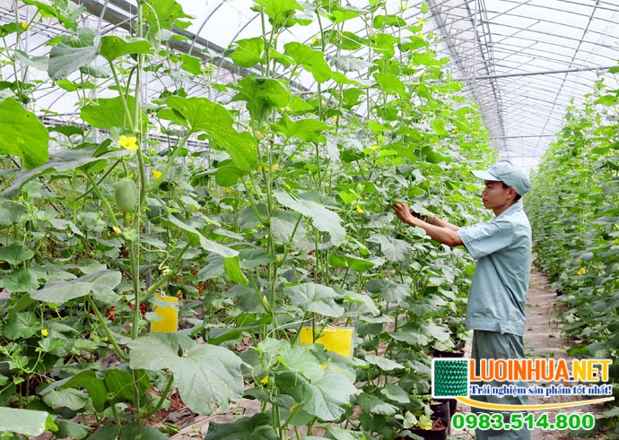 Mua lưới nông nghiệp ở đâu tốt nhất