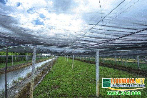 Tránh mua lưới đen trồng tiêu giá rẻ
