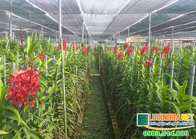 Lưới che lan 50% độ bền tuyệt hảo lên đến 7 năm